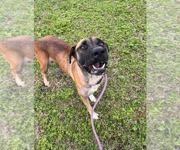 Medium Photo #8 Mutt Puppy For Sale in Abbeville, LA, USA