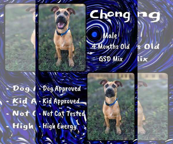 Medium Photo #1 Mutt Puppy For Sale in Jacksonville, NC, USA