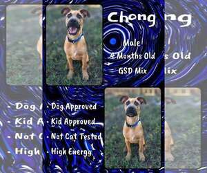 Mutt Dogs for adoption in Jacksonville, NC, USA