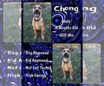 Chong - Male Mutt Dog for Adoption - Small photo