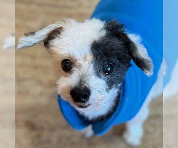 Medium Photo #18 Poodle (Toy)-Unknown Mix Puppy For Sale in Arlington, VA, USA