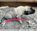 Small Photo #6 Kangal Dog Puppy For Sale in WACO, TX, USA