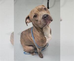American Pit Bull Terrier-Unknown Mix Dogs for adoption in St. Cloud, FL, USA