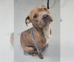 Small American Pit Bull Terrier Mix