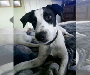 Collie-Unknown Mix Dogs for adoption in Sandy, UT, USA