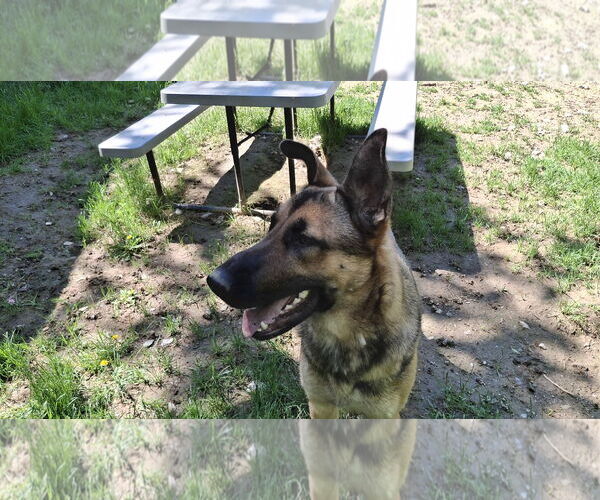 Medium Photo #10 German Shepherd Dog Puppy For Sale in Sebec, ME, USA