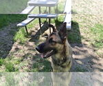 Small #9 German Shepherd Dog