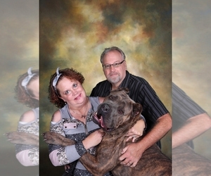 Father of the Cane Corso puppies born on 06/30/2026