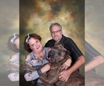 Small Photo #1 Cane Corso Puppy For Sale in NEW TAZEWELL, TN, USA