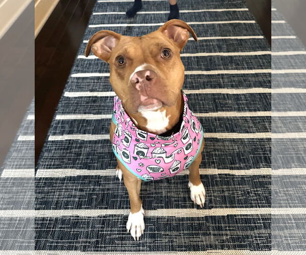 Medium Photo #2 Mutt Puppy For Sale in Rockville, MD, USA