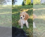 Puppy Puppy 2 Stacy Cocker Spaniel