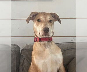 Mutt Dogs for adoption in Minneapolis, MN, USA