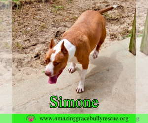 Simone - Female American Staffordshire Terrier-Unknown Mix Dog for Adoption - Photo #11