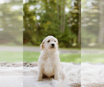 Small Photo #3 Goldendoodle Puppy For Sale in HASTINGS, NY, USA