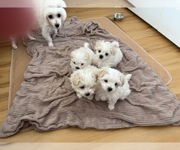 Medium Photo #1 Maltese Puppy For Sale in HARVEST, AL, USA