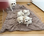 Image preview for Ad Listing. Nickname: Litter of 4