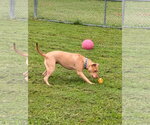 Small #4 American Staffordshire Terrier Mix