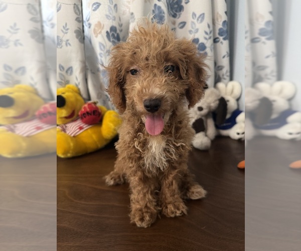 Medium Photo #15 Havapoo Puppy For Sale in DURHAM, CT, USA