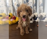 Havapoo puppies - Male Havapoo Puppy for Sale - Photo #15