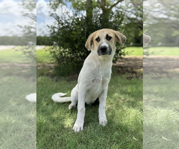 Medium Photo #9 Anatolian Shepherd-Retriever  Mix Puppy For Sale in PIPE CREEK, TX, USA
