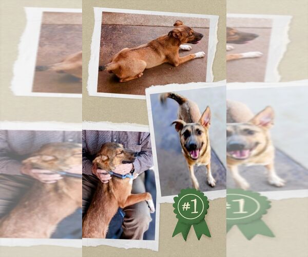 Medium Photo #1 German Shepherd Dog-Unknown Mix Puppy For Sale in columbia, SC, USA