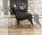 Small #2 Doberman Pinscher