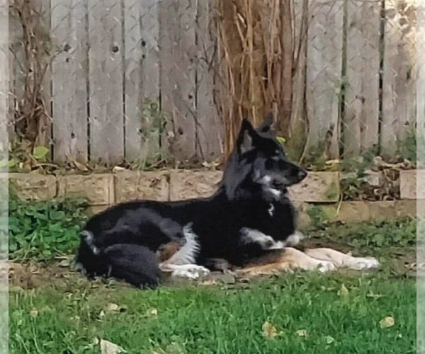 Medium Photo #2 Siberian Husky-Unknown Mix Puppy For Sale in Cottage Grove, MN, USA