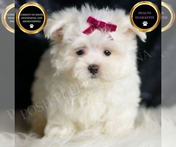 Medium Photo #1 Maltese Puppy For Sale in WARSAW, IN, USA