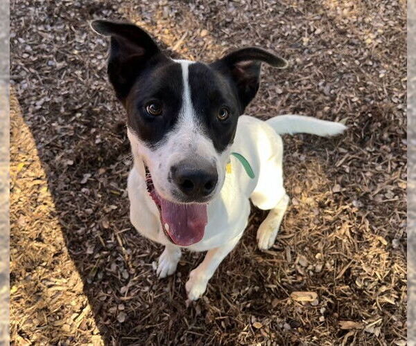 Medium Photo #1 Pointer-Unknown Mix Puppy For Sale in Plano, TX, USA