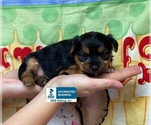 Yorkshire Terrier Puppy for sale in WINNSBORO, LA, USA