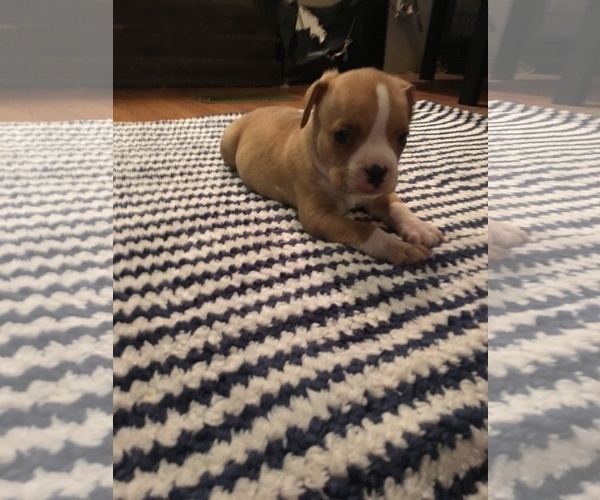 Medium Photo #2 American Bully Puppy For Sale in ABERDEEN, NC, USA