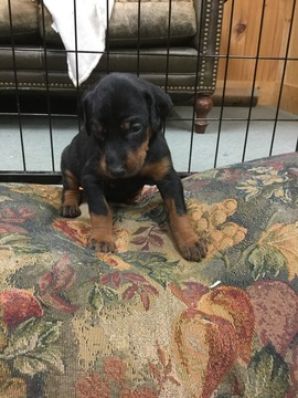 Medium Photo #1 Doberman Pinscher Puppy For Sale in HAYESVILLE, NC, USA
