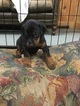 Small Photo #1 Doberman Pinscher Puppy For Sale in HAYESVILLE, NC, USA