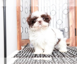 Shih Tzu Puppy for sale in NAPLES, FL, USA