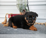 Small #2 Rottweiler