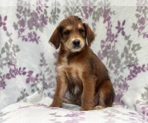 Australian Cattle Dog-Poodle (Standard) Mix Puppy for sale in LAKELAND, FL, USA