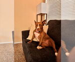 Small #2 American Pit Bull Terrier Mix