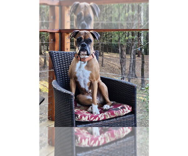Medium Photo #6 Boxer Puppy For Sale in Austin, TX, USA