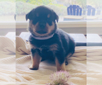 Small Photo #1 Rottweiler Puppy For Sale in ELLENSBURG, WA, USA