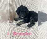 Small Photo #3 Aussiedoodle Puppy For Sale in JACKSONVILLE, NC, USA