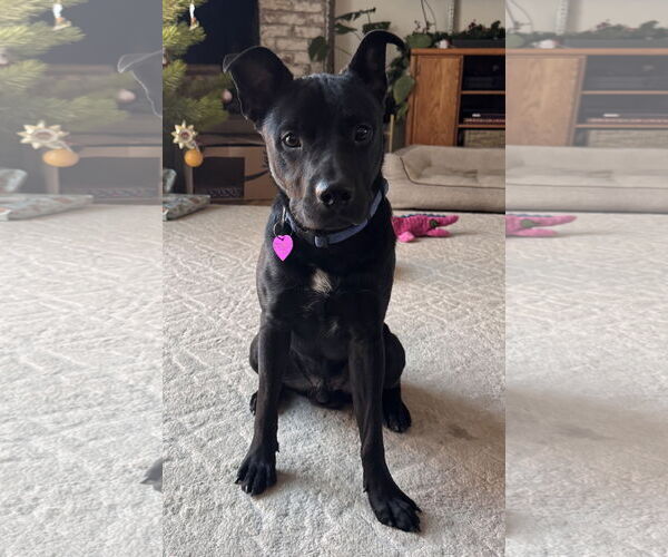 Medium Photo #2 Labrador Retriever-Unknown Mix Puppy For Sale in Aurora, CO, USA