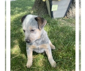 Australian Cattle Dog Puppy for sale in GRABILL, IN, USA