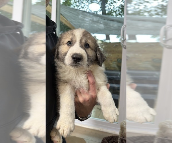 Medium Photo #2 Australian Shepherd Puppy For Sale in LEXINGTON, SC, USA
