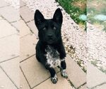 Small Siberian Husky Mix