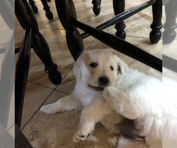 Medium Photo #5 Golden Retriever Puppy For Sale in PEORIA, AZ, USA