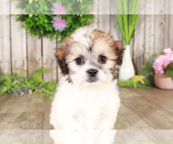 Medium Photo #1 Zuchon Puppy For Sale in MOUNT VERNON, OH, USA