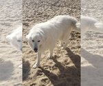 Small Photo #1 Great Pyrenees-Maremma Sheepdog Mix Puppy For Sale in PEYTON, CO, USA