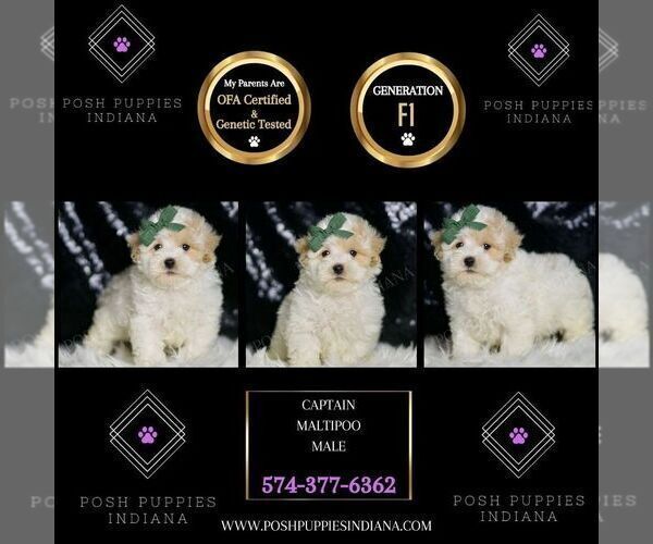 Medium Photo #57 Maltipoo Puppy For Sale in WARSAW, IN, USA