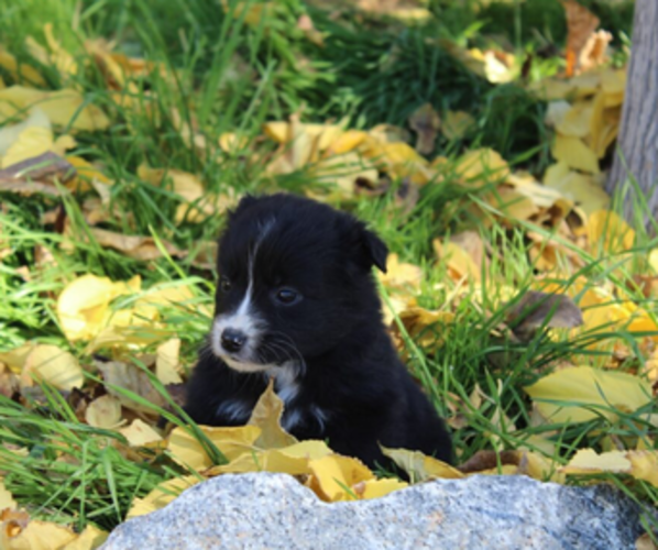 Medium Photo #3 Australian Shepherd Puppy For Sale in ACTON, CA, USA