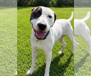 American Pit Bull Terrier-Unknown Mix Dogs for adoption in Martinsburg, WV, USA